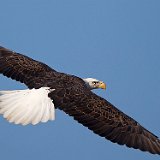 11SB7587 American Bald Eagle